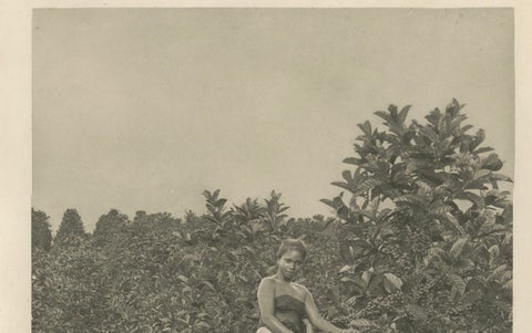 Coffee Picker Portrait, Deli Plantations, Sumatra, Dutch East Indies, c.1900, close-up 6