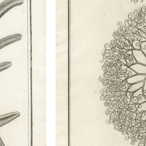 Decorative Antique Marine Prints, Pair of Starfish & Echinoderms, c.1770, close-up 3