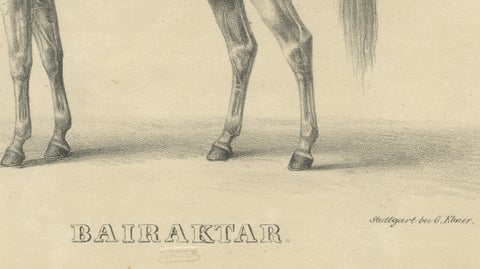 Antique Arabian Horse Lithograph “Bairaktar” by August Jäger, 1846, close-up 3