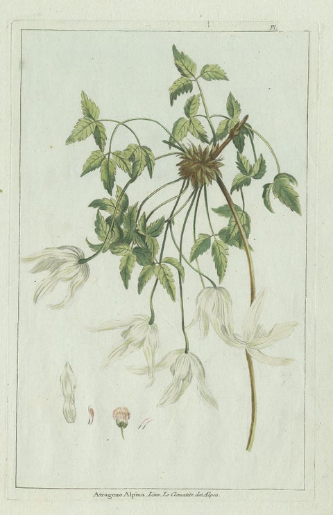 Antique Botany Print of a Clematis Species by Buchoz, circa 1785, view 4