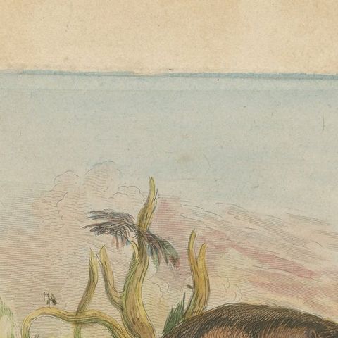 Antique Animal Print of a Hippopotamus or Hippo, close-up 1