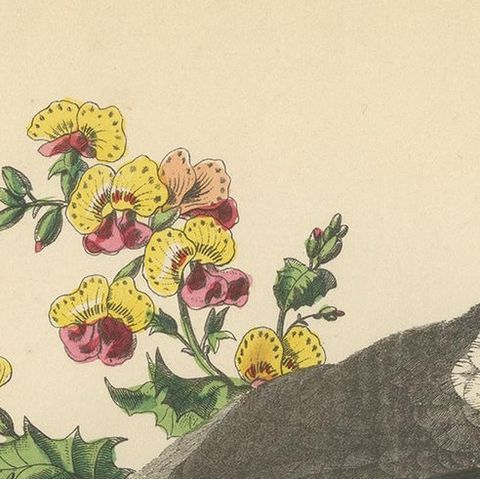 Antique Bird Print of the Cockatiel '1853', close-up 1