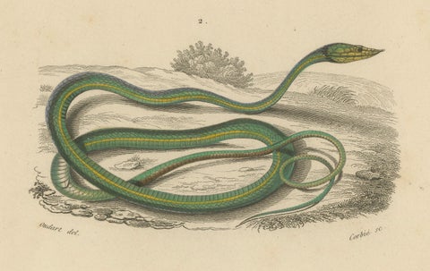 Snake Print of Grass Snake and Long-Nosed Whip Snake, c.1850, Orbigny, close-up 2