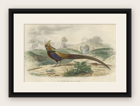 Beautiful Decorative Hand-Colored Print of a Golden Pheasant from China, C.1840, shown framed