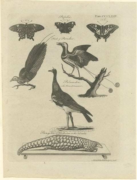 Engraving of Butterflies, Birds of Paradise, Horned Screamer, Pangolin, ca.1800, view 2