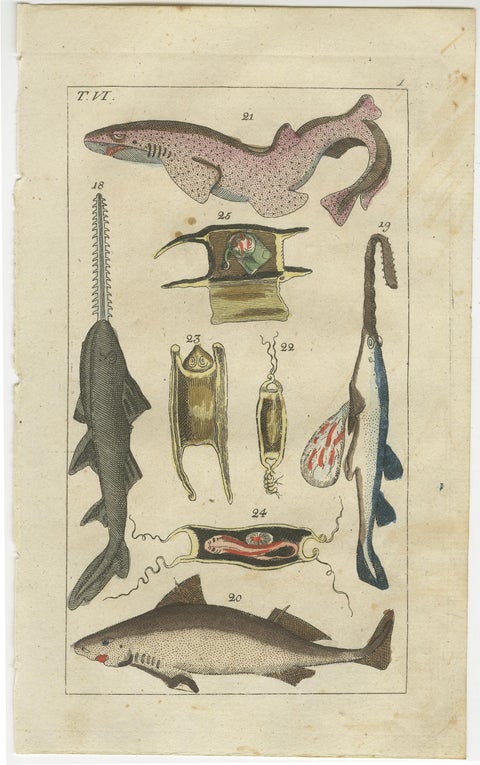 Set of 3 Antique Fish Prints, White Shark, Sawfish, Catshark, view 3
