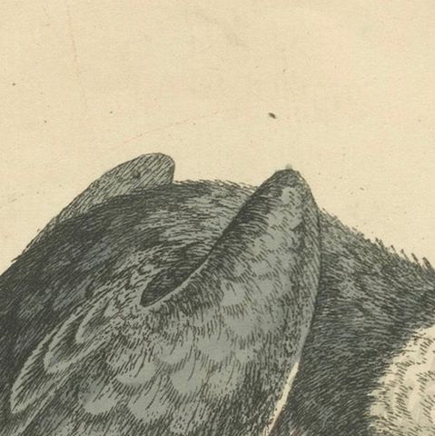 Majestic Hunter: The American Belted Kingfisher in Its Natural Habitat, 1749, close-up 3