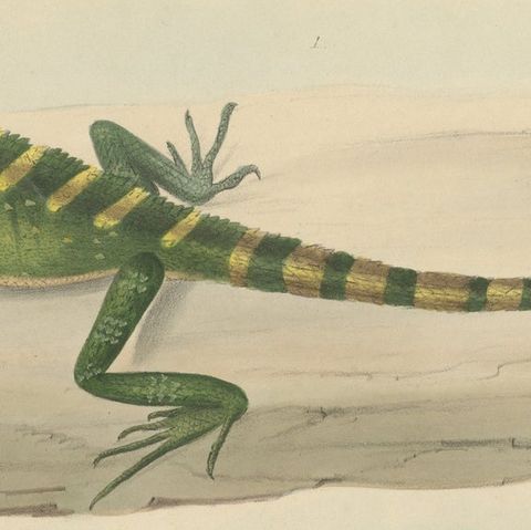 Antique Herpetological Print: Illustration of Green Crested Lizards, 1837, close-up 5