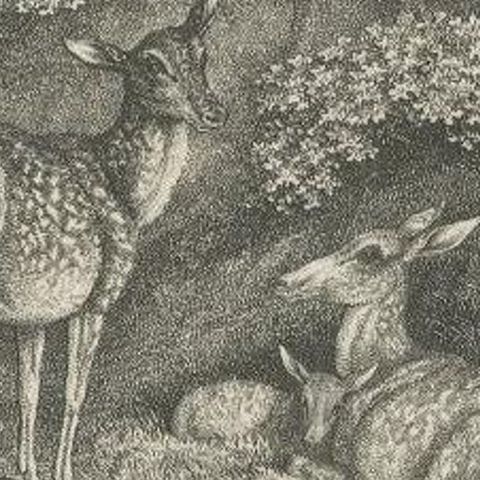 Antique Print of Deers by Howitt '1812', close-up 2