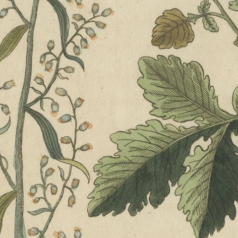 Yellow Crucifer and Slender Flowering Herb, Antique Bertuch Print, circa 1805, close-up 1
