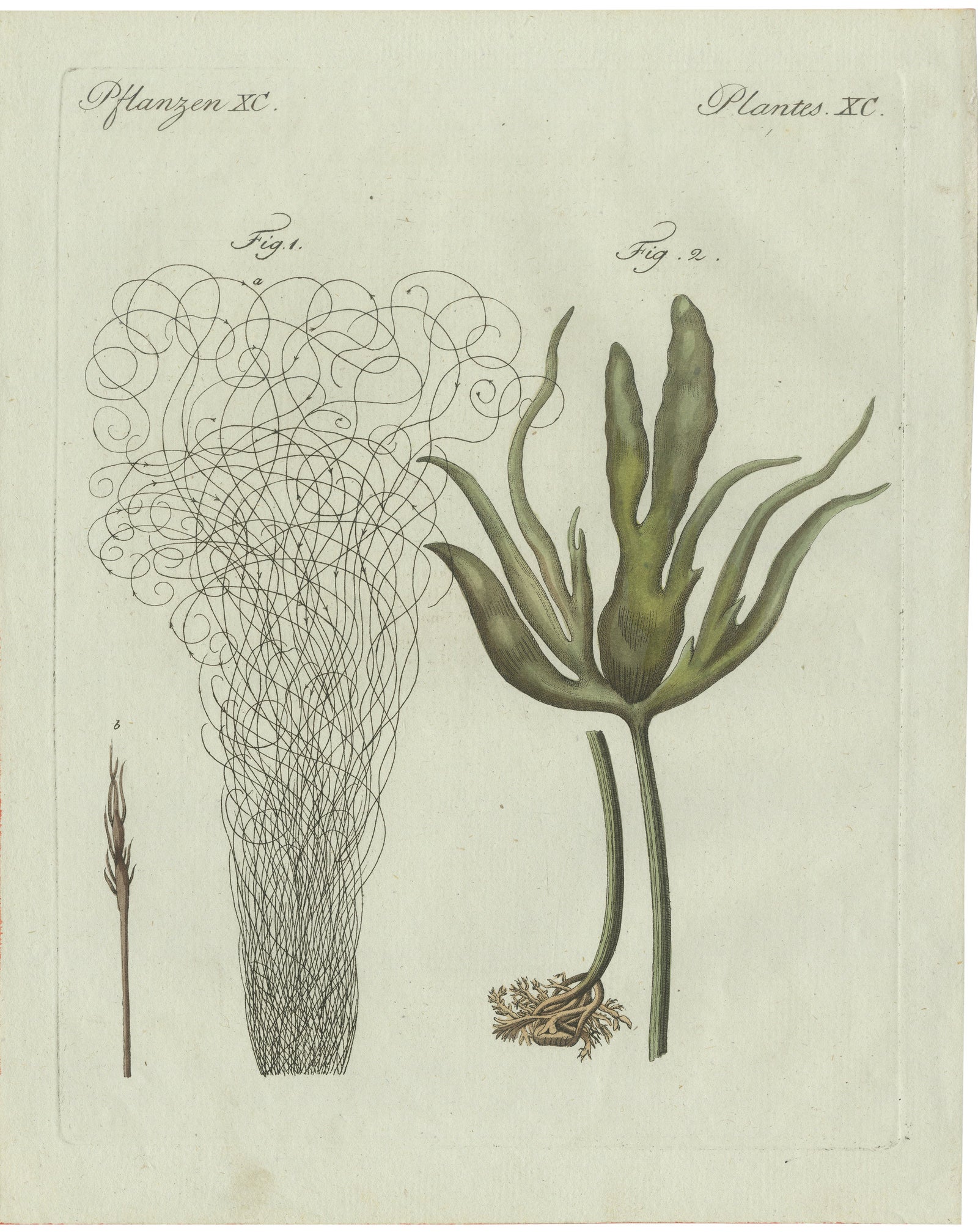 Original Antique Botanical Print of Two Remarkable Seaweeds by Bertuch, 1802