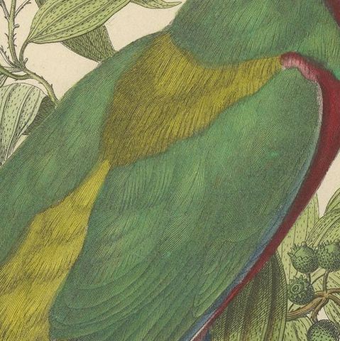 Antique Bird Print of the Conquered Lorikeet, '1853', close-up 1
