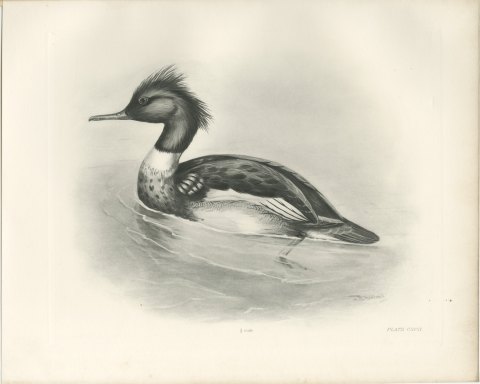 Red-breasted Merganser Drake, Plate CXCII after Lilian Medland, c. 1909, view 2