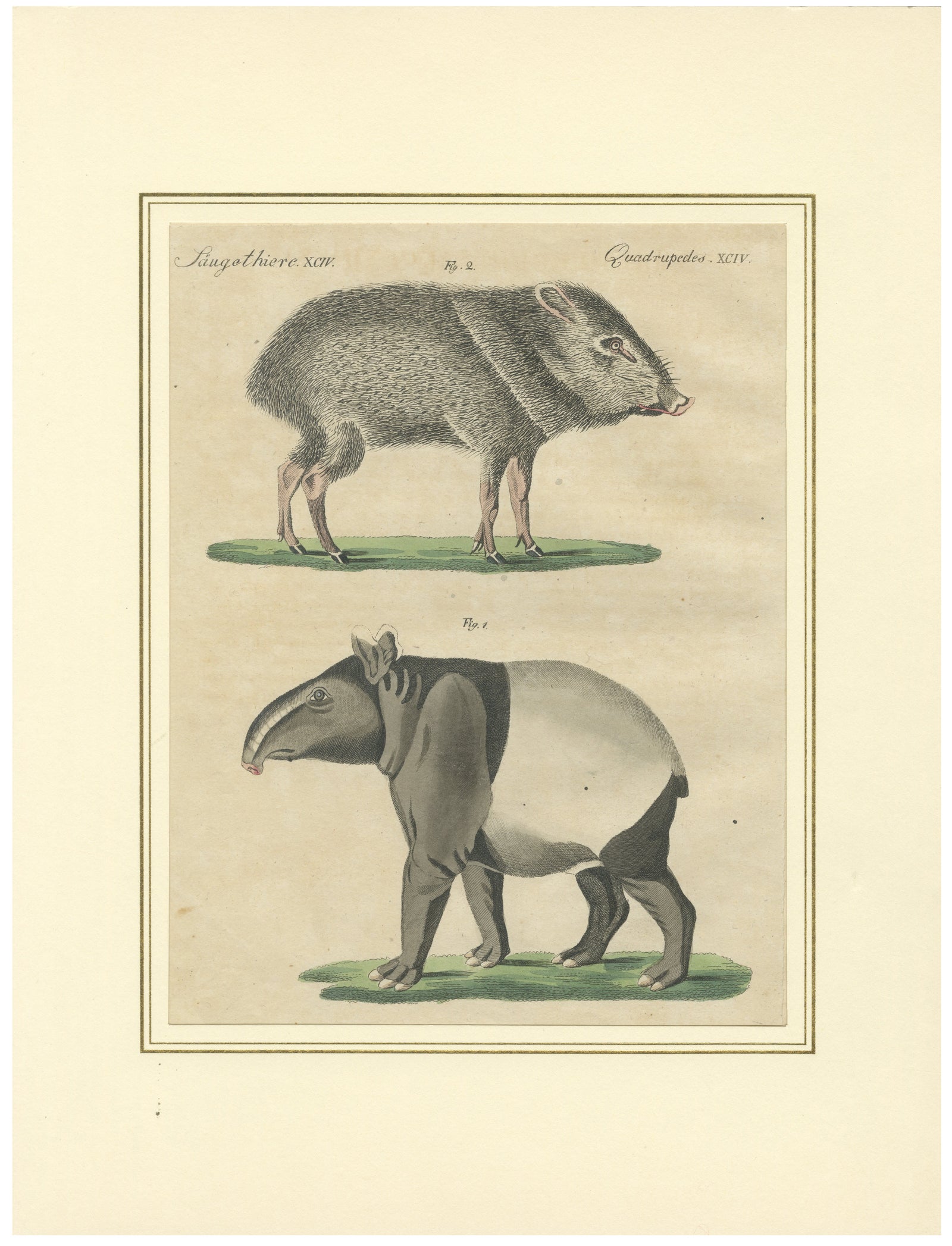 Antique Malayan Tapir & Collared Peccary Engraving, Bertuch, c.1815