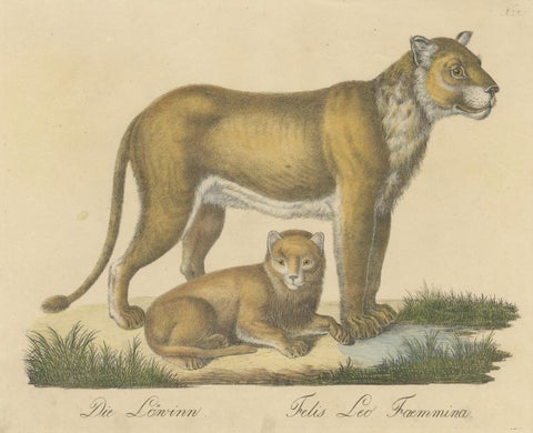 Lioness and Cub, Brodtmann Hand-Colored Natural History Lithograph, 1816, close-up 1