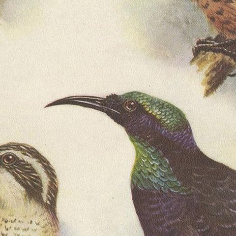 Antique Print of the Queen Victoria Rifle Bird and the Rifle Bird, 1950, close-up 2