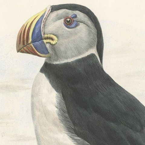 Spectacular Rare Large Antique Bird Print of The Large-Bill Puffin, 1868, close-up 1