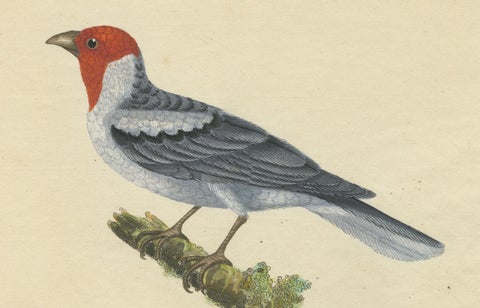 Red-Crested Cardinal - Antique Hand-Colored Print with William Hayes Sign, 1780, close-up 1