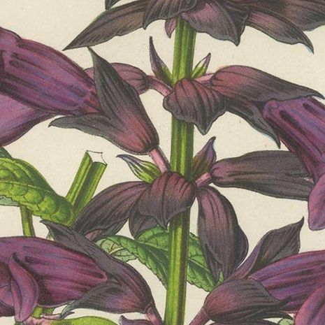 Antique Botany Print of Purple Sage by Van Houtte 'circa 1853', close-up 2