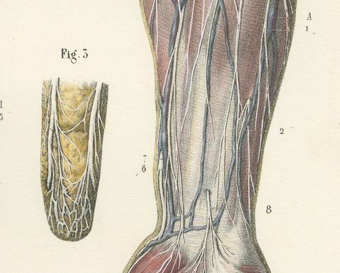 Cutaneous Nerves of the Arm and Hand, Antique Hirschfeld Anatomy Print, 1866, view 6