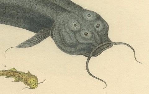 Antique Print with Hand Coloring of Catfish species, close-up 1