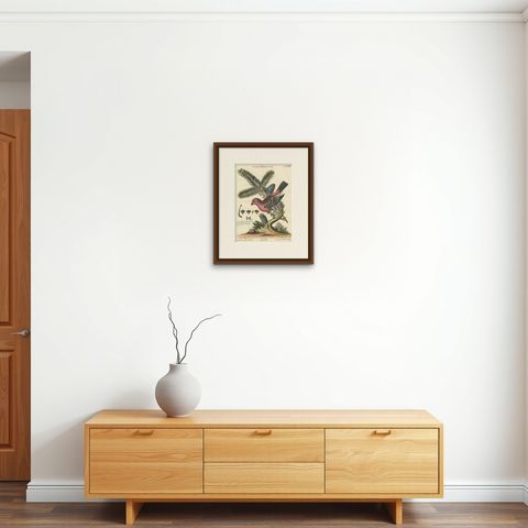 Hand-Colored Engraving of the Great Red Finch by Johann Michael Seligmann, 1770, shown framed on a wall