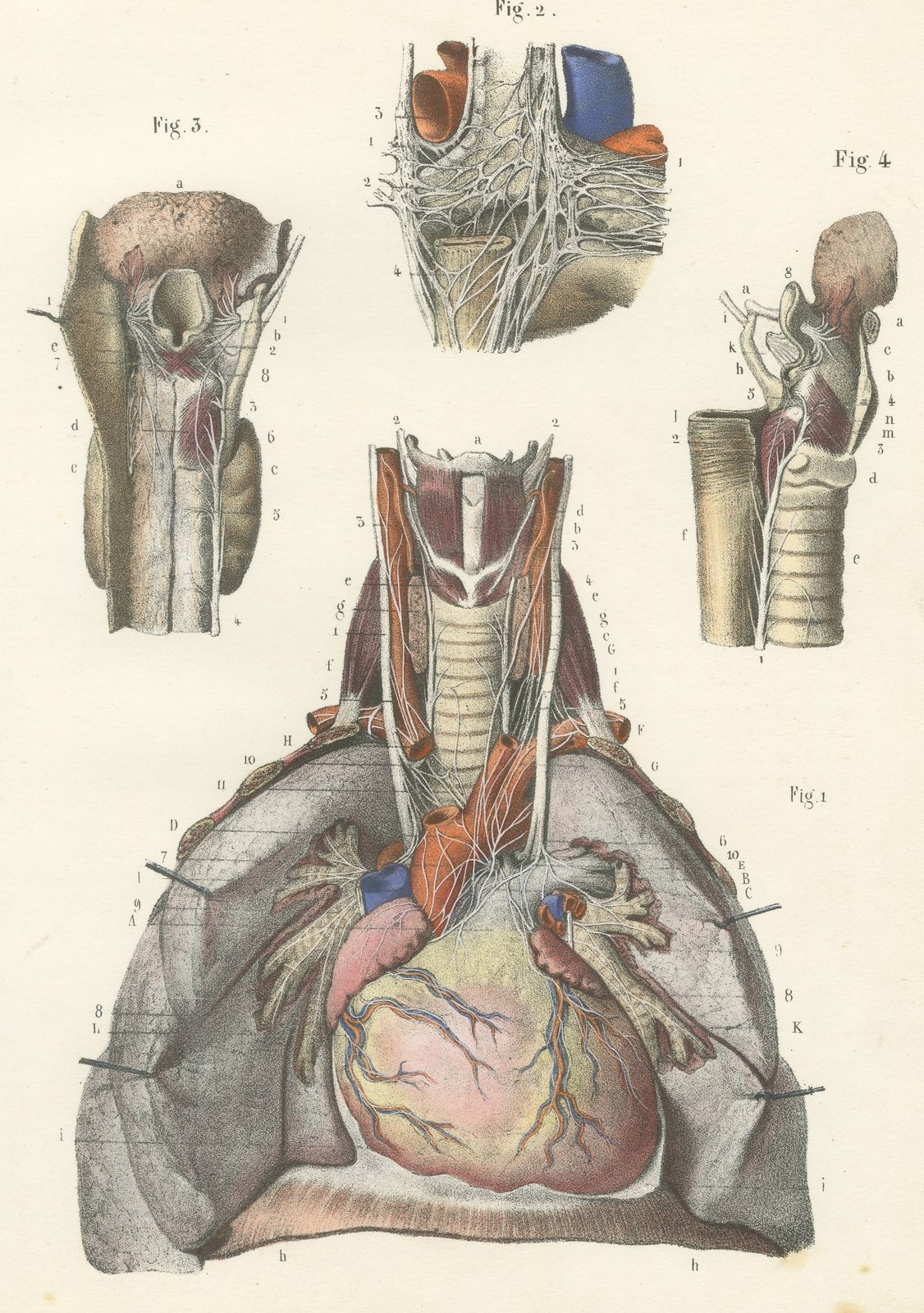 Nerves of the Heart and Larynx, Antique Hirschfeld Anatomy Print, 1866