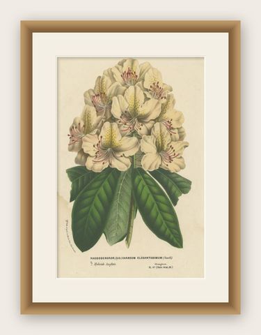 Decorative Original Antique Flower Print of the Rhododendron Carneum, c.1880, shown framed