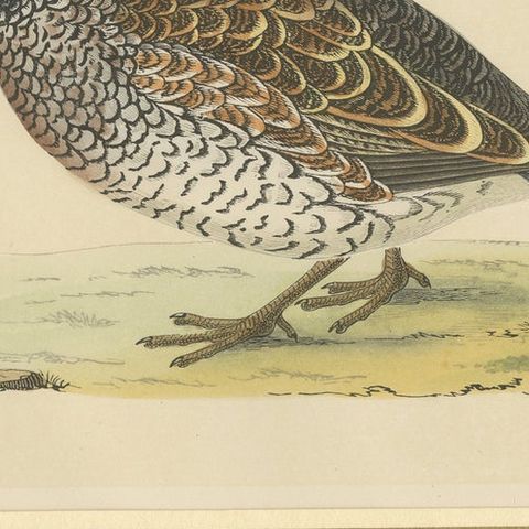 Antique Bird Print of a Virginian Partridge, close-up 2
