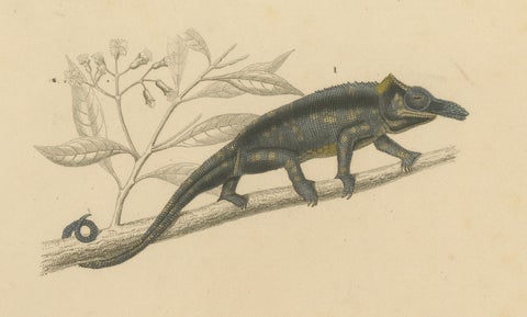 Lizard Print of Nose-Horned Chameleon and Banded Monitor, c.1850, Orbigny, close-up 3