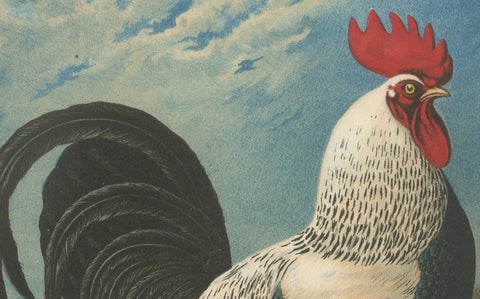 The Noble Dorking Chicken - A Rare 19th Century Poultry Lithograph, close-up 2