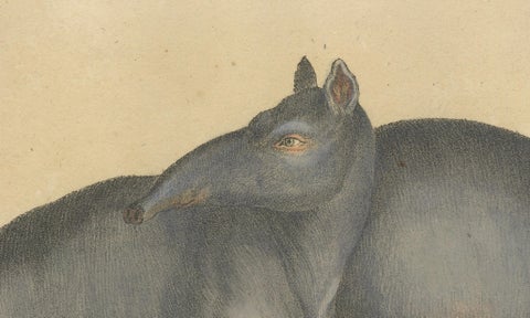 Tapir Family with Juvenile in Tropical Wetland, Brodtmann, 1816, close-up 4