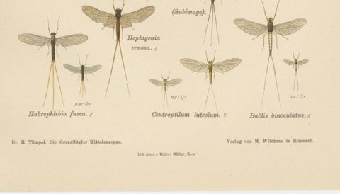 Set of Two Entomological Lithographs from Die Geradflügler, Germany, 1908, close-up 3