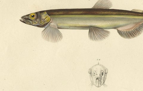 Original Antique Hand-colored Fish Print of the Whiting, Merling & Saithe, 1842, close-up 3