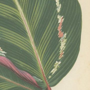 Variegated Elegance: A Collection of 19th Century Botanical Prints, close-up 2