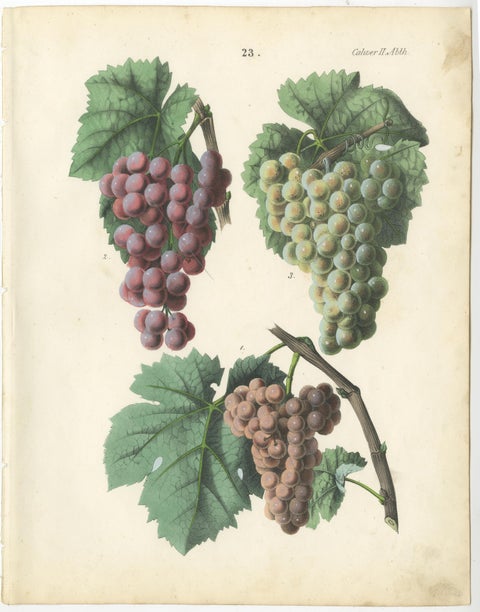 Antique Grape Botanical Chromolithographs, Wine & Table Grapes, Set of Six, 1854, view 6