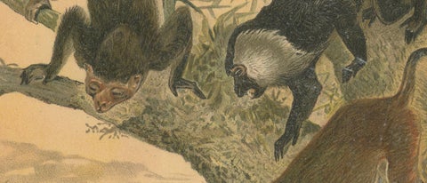 Macaques, Antique Monkey Print, Victorian Zoological Illustration, 1894, close-up 2