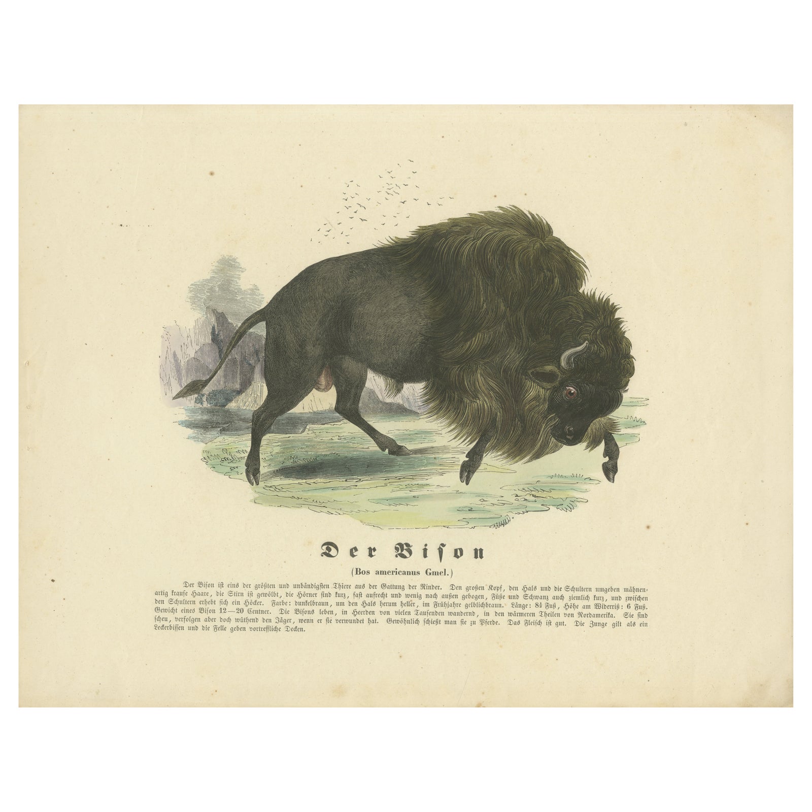 Der Bison (American Bison) - Hand-Colored Zoological Print, Circa 1840