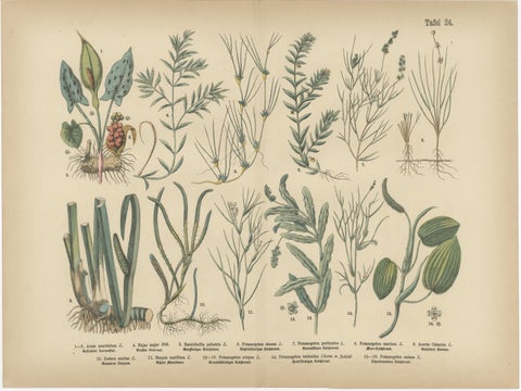 Antique Botanical Prints Set, German Atlas Plants & Grasses, circa 1885, view 3