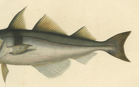 Antique Ichthyology Print, Haddock (L’Égrefin) from Gaimard Voyage, 1842, close-up 1