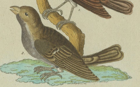 Feathers of Europe: A 18th Century Detailed Study of Finches & Bramblings, 1780, close-up 2