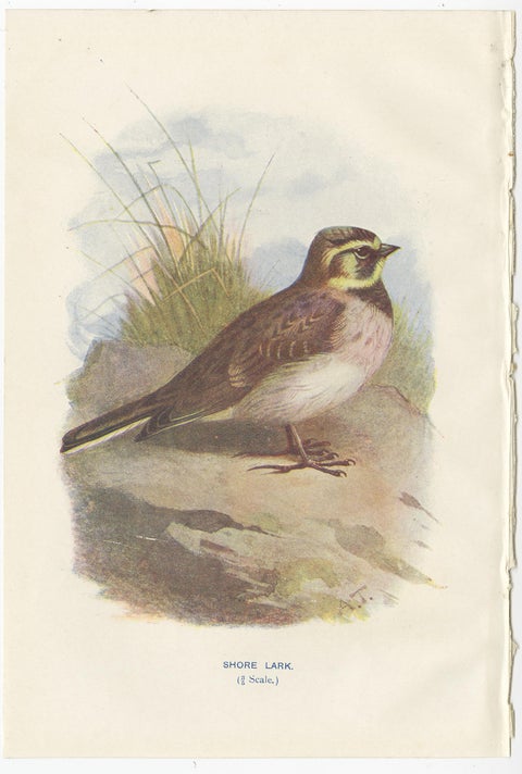 Set of 4 Antique Bird Prints Ringdove, Shore Lark, Nightingale, Rock Dove, view 3