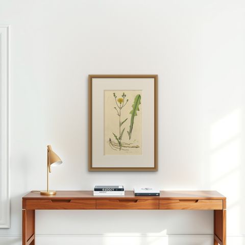 Antique Botany Print of the Sonchus Arvensis by Curtis, circa 1817, shown framed on a wall