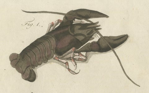 Original Antique Anatomical Print of a European Crayfish by Bertuch, c.1800, close-up 3