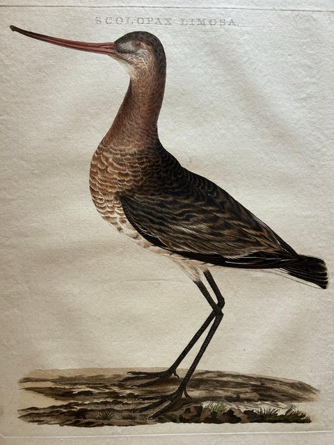 Scolopax Limosa, Antique Black-Tailed Godwit Print by Nozeman & Sepp, 1809, view 4