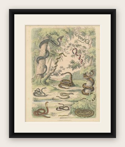 Snakes Print: Boa, Python, Viper, Coral Snake, Antique 1867, shown framed