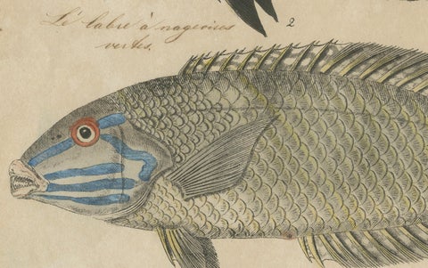Two Species of Wrasse Fish, Hand-Colored Engraving, c.1780, close-up 3