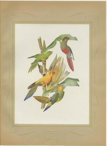 Conures and Parakeets, Brazilian Bird Print, Descourtilz, 1944, view 2