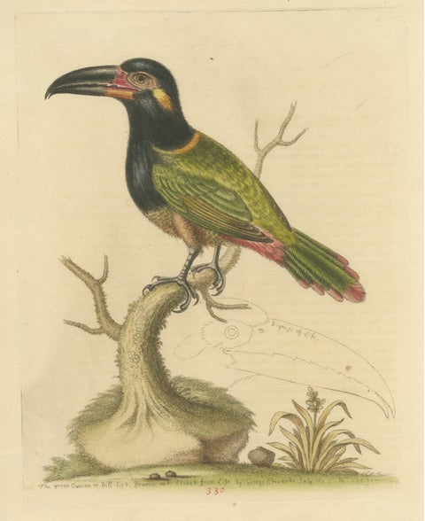 Antique Bird Print of the Green Toucan, view 3