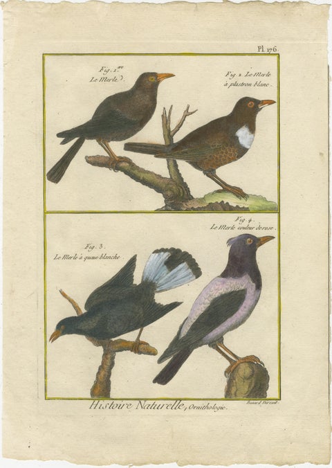 Hand-Colored Engraving of Blackbird Species from Histoire Naturelle, 1790, view 2